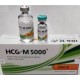 HCG M5000, Munster Laboratories 10 amps [5000IU/1amp]